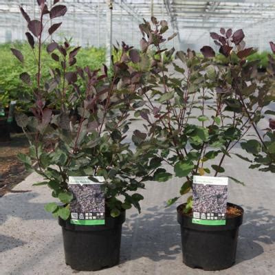 Cotinus Coggygria Magical Torch Buy Plants At Coolplants