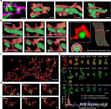 Nat Methods ｜ 华中科技大学费鹏等团队活细胞超分辨成像合作研究取得新进展 知乎