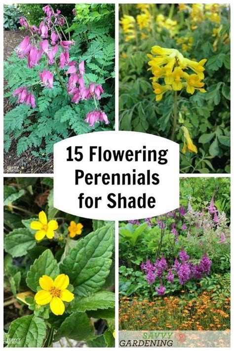 Shade Loving Perennial Flowers 15 Beautiful Choices For Your Garden