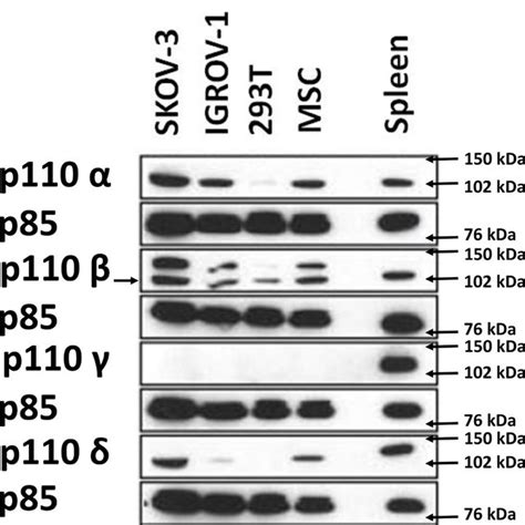 Western Blot Analysis Demonstrating The Expression Of Different Class I