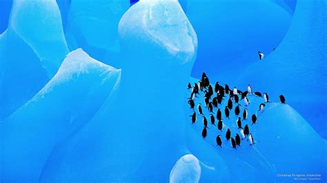 Free download | HD wallpaper: Chinstrap Penguins, Antarctica | Wallpaper Flare