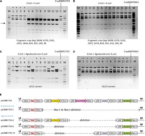 Frontiers Engineering Betalain Biosynthesis In Tomato For High Level