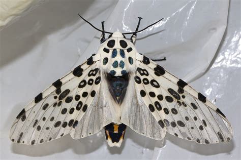 Giant Leopard Moth: Identification, Life Cycle, Facts & Pictures