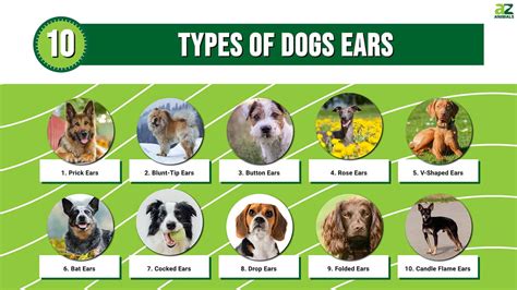 10 Types of Dog Ears - A-Z Animals