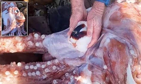 Rare Giant Squid With Massive Eye That Roams 3 000 Feet Below Ocean S