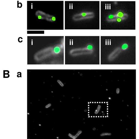 Real Time Imaging Of Single Intracellular And Extracellular Ag Peptide