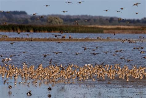 Goudplevieren Op Trek Sijmen Hendriks Fotografie