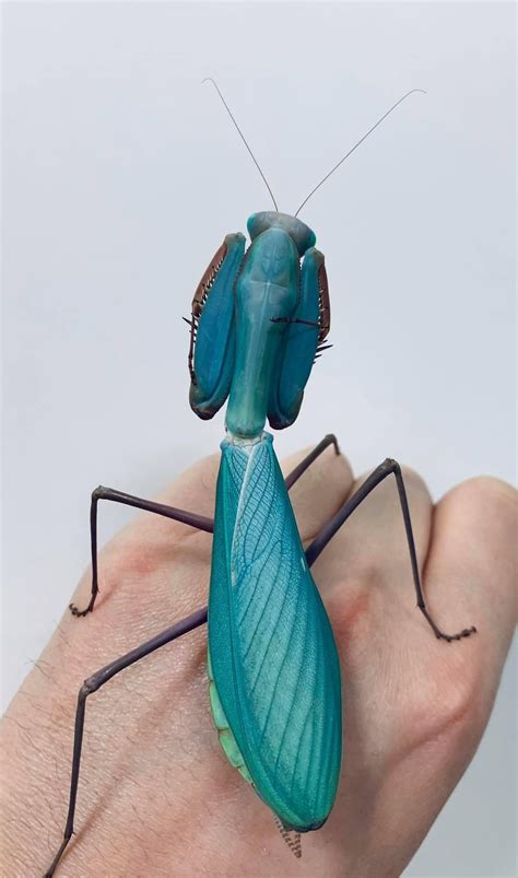 Hierodula species BLUE Papua Giant Stunning New Mantis Species - USMANTIS