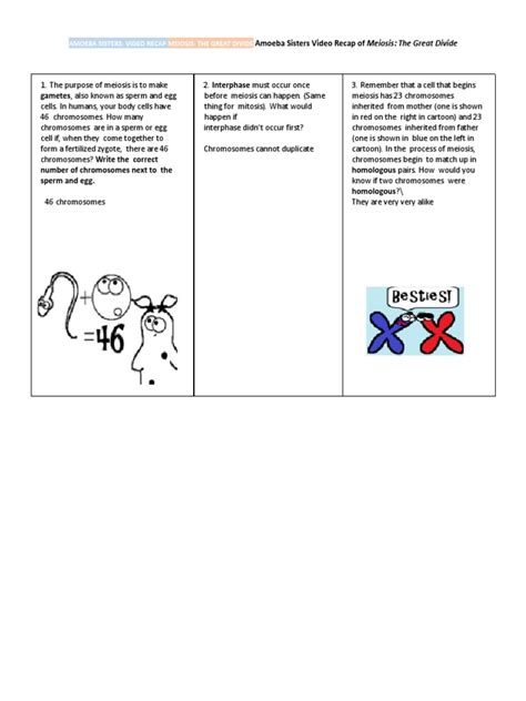 Amoeba Sisters Meiosis Video Recap | PDF | Meiosis | Chromosome