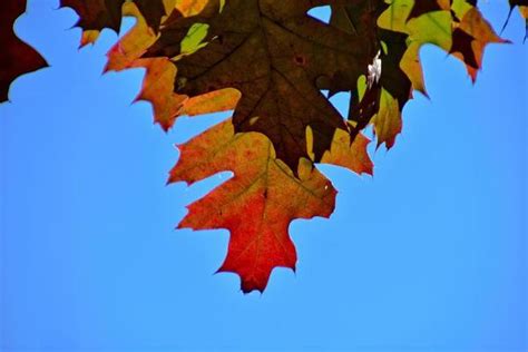 Red Oak Leaf Stock Photos Images And Backgrounds For Free Download