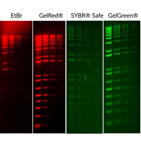 Gelred Nucleic Acid Gel Stain X In Water