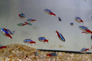 Ikan Hias Neon Tetra: Mengenal Ciri Ciri, Perawatan dan ...