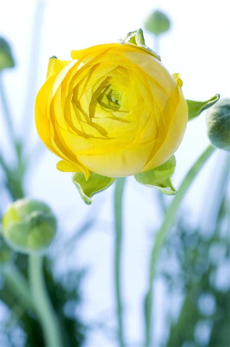 Persian Buttercup Ranunculus Asiaticus Photograph By Lawrence Lawry