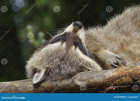 Raccoon stock image. Image of curiosity, sleeping, rest - 58796631