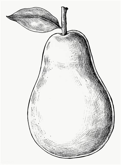 Hand Drawn Fresh Pear Fruit Transparent Png