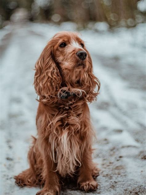 Do Cocker Spaniels Shed Understanding Cocker Spaniel Dog Coat Type