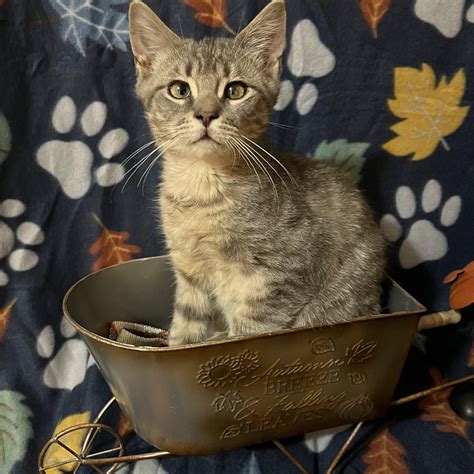 Leaving Garage Door Cracked Open for Cat: Safe or Risky?