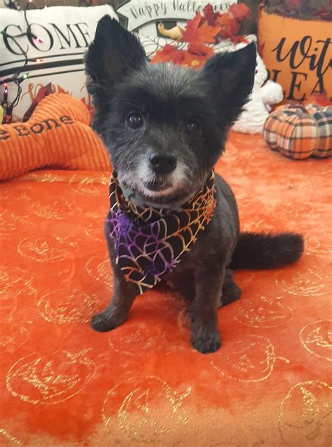 Meet our newest client, Dixie. She... - Small Paws and Claws | Facebook