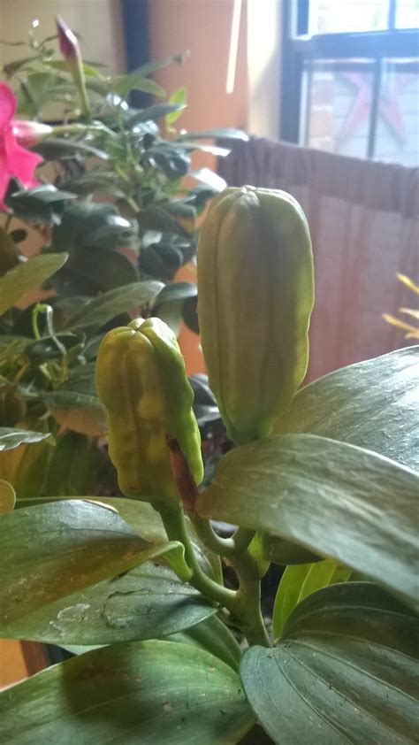 When are my Lilly seed pods ready to harvest? : r/gardening