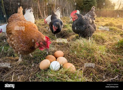 Free range Rhode Island Red and Maran hens with eggs Stock Photo - Alamy