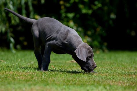 How to Prevent Skunk Spraying Dog and Clean up After an Encounter ...