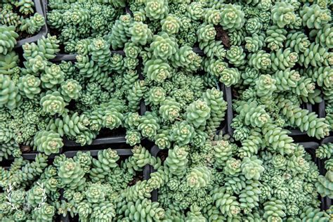 Sedum Dasyphyllum Major Corsican Stonecrop Well Rooted Succulent