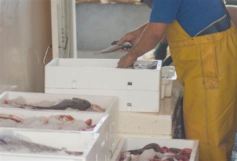 Imágenes de Pesca Agua Salada Vectores fotos de stock y PSD