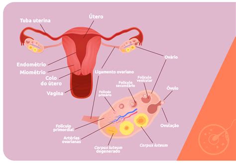 Idade e fertilidade feminina saiba mais sobre a relação Art Fértil