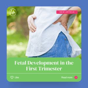 Fetal Development in the First Trimester - When Does Life Begin?