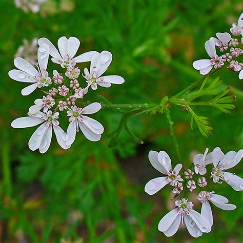 Metabolismo Dei Carboidrati Botanicals Il Portale Sull Utilizzo