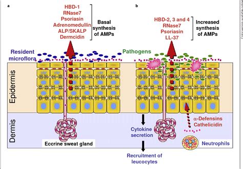 Figure 3 From Antimicrobial Peptides And Skin A Paradigm Of