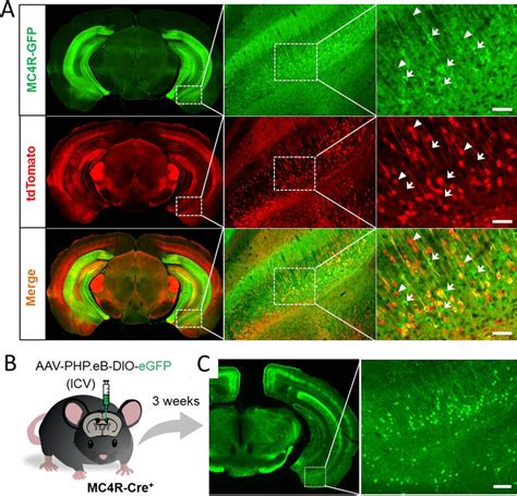 Mc R Expression In The Vsub A Representative Images Showing Gfp And