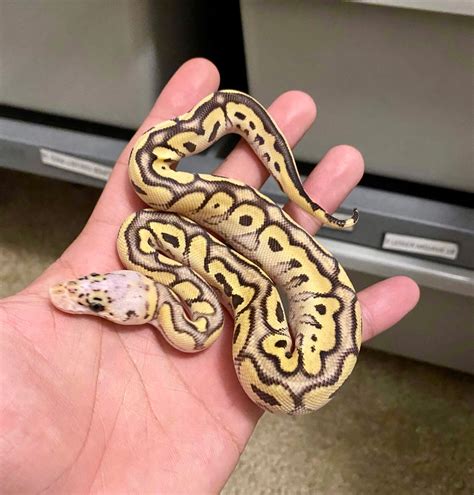 pastel spotnose clown ball python  hd ball pythons morphmarket