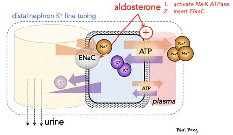 Renal Handling Of Potassium Sinai EM