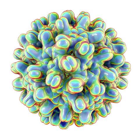 Hepatitis B Virus Particle 1 By Kateryna Konscience Photo Library