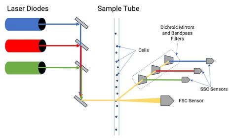 Understanding Flow Cytometry Optics Lasers Filters Detectors And More