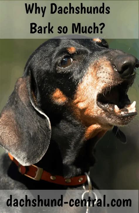 Why Do Dachshunds Bark So Much Dachshund Central