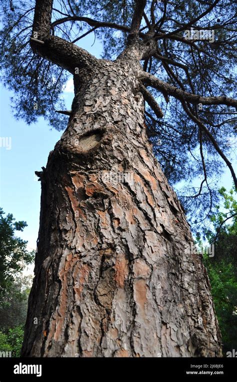 needle leaf pine tree  bark   natural environment pine tree