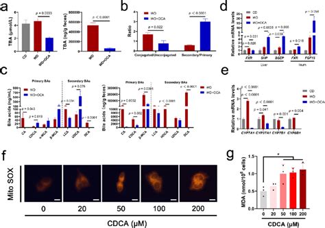 Oca Derived Cdca Induces Mitochondrial Ros Accumulation A Total Bile