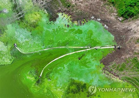 녹조비상한강 최상류 소양호 상류에 사상 첫 녹조 발생 연합뉴스