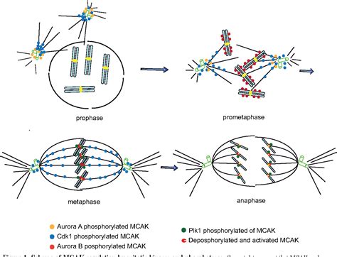 Centromere In Mitosis