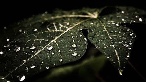 Fondos De Pantalla X Px Oscuro Hojas Macro Naturaleza