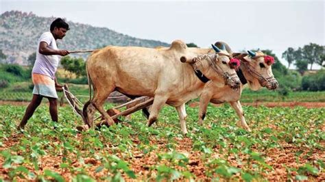 Pm Kisan Samman Nidhi Scheme These Farmers Will Have To Return Rs