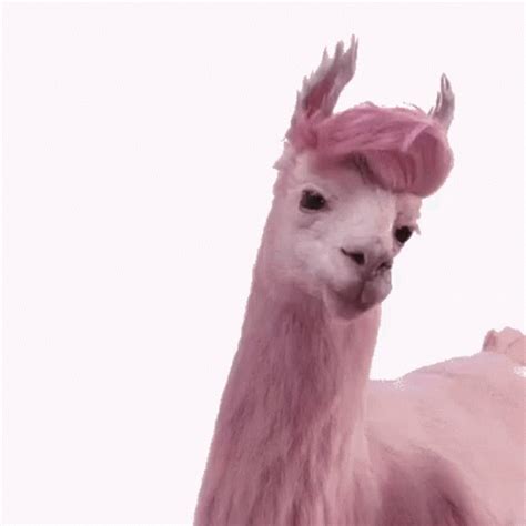 Happy Dancing GIF - Happy Dancing Llama - Discover & Share GIFs