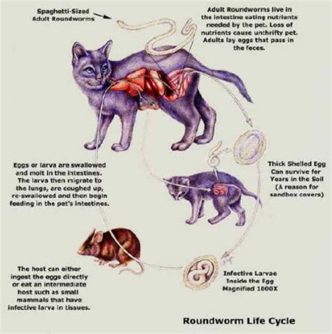 Life Cycle Of A Cat Marcqotaylor