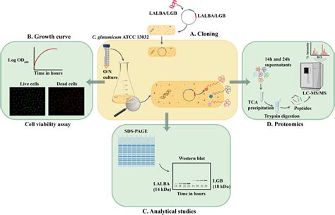 Frontiers Exploring The Secretome Of Corynebacterium Glutamicum Atcc