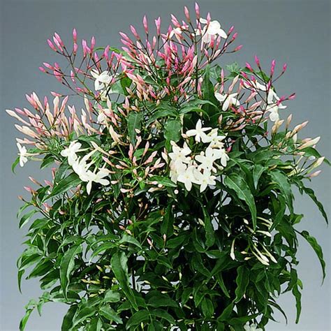 Amazon Indoor Jasmine Plant at Noah Duell blog