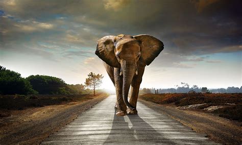 Asian Elephant Wallpapers - Wallpaper Cave