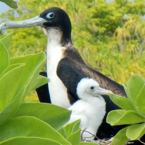 Discover Bird Island On Tetiaroa Tahiti Tourisme Official Website