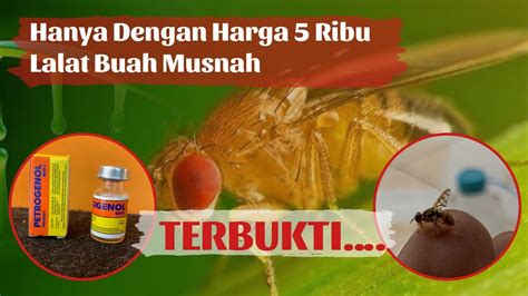 RAHASIA CARA MEMBUAT JEBAKAN YANG AMPUH UNTUK BASMI LALAT BUAH CARA